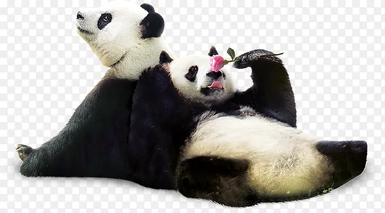 �ɰ�����è�ز�-������