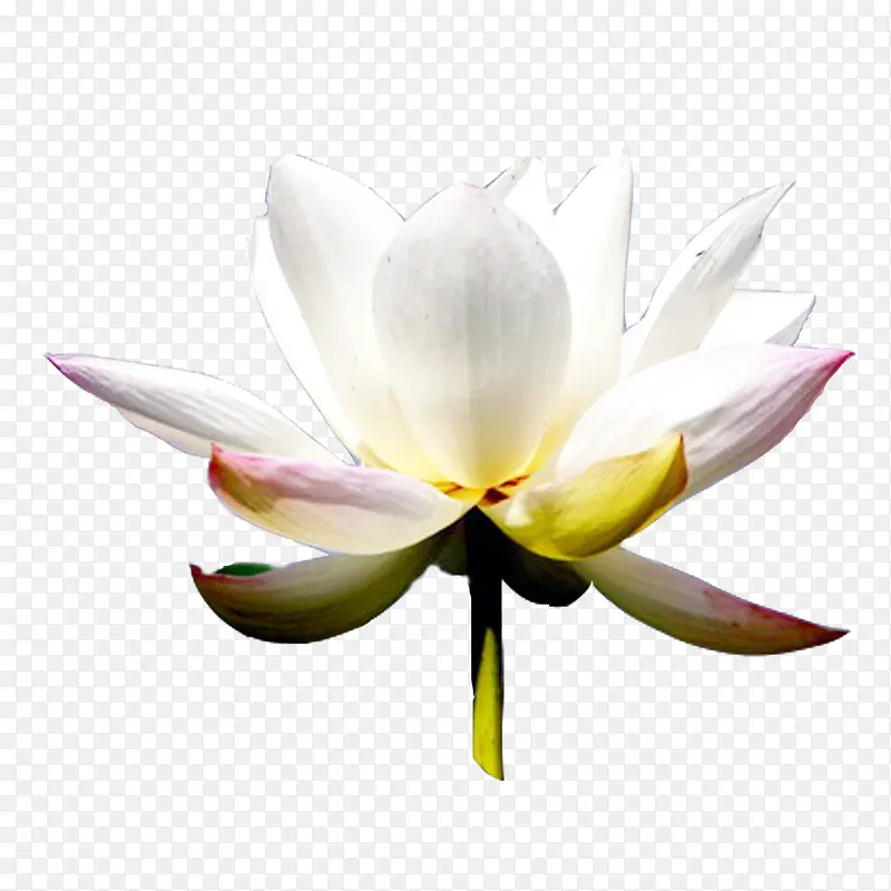 ��ɫ�ɻ�-������