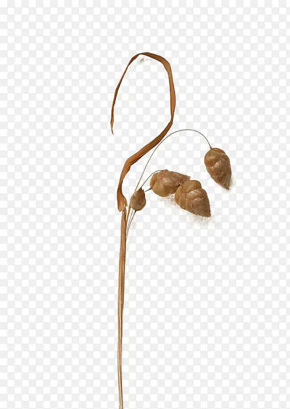 �ɿ���Ҷ-������