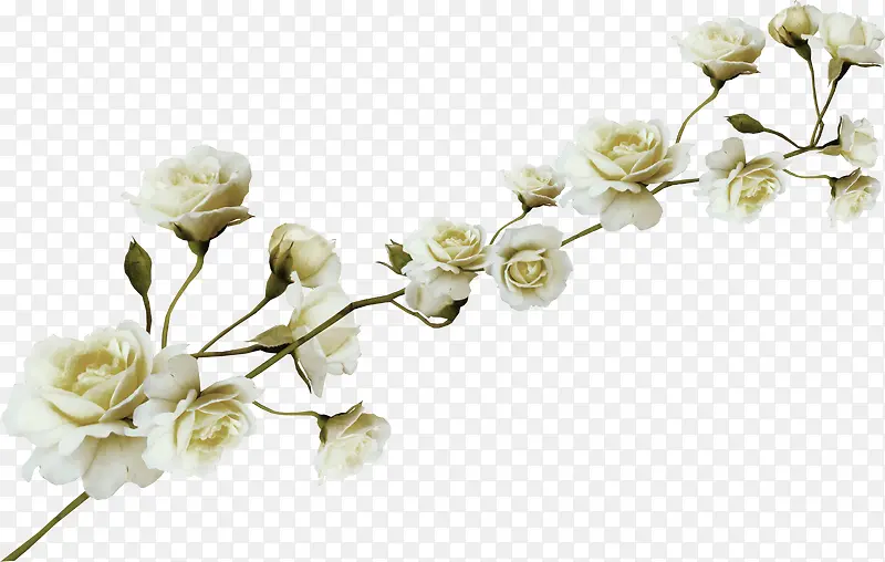 ��÷��֦-������