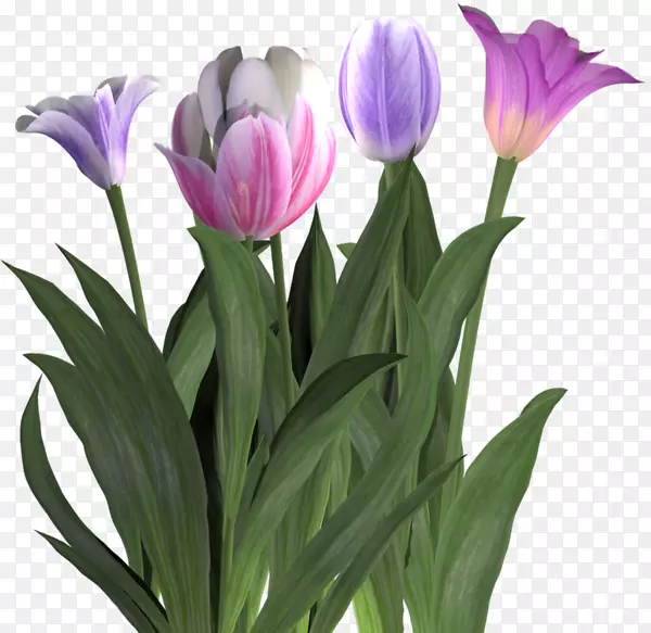 �л�������ֲ��-���컨-������