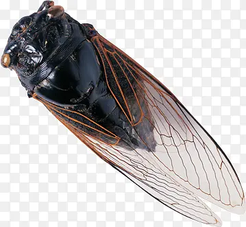 ��ɫ����֪��-������