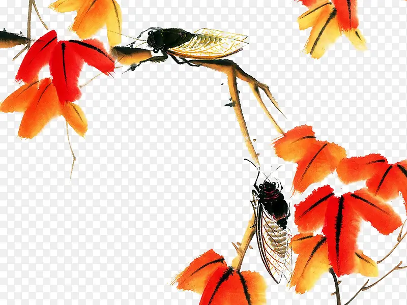 ��֦�ϵ�֪��-������