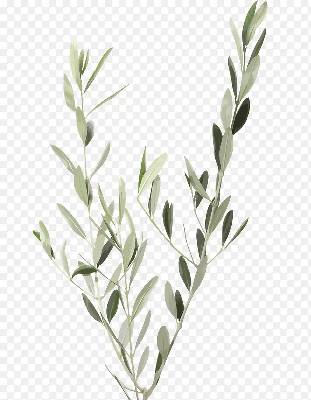 ʸ��ˮ����֦��Ҷ-������