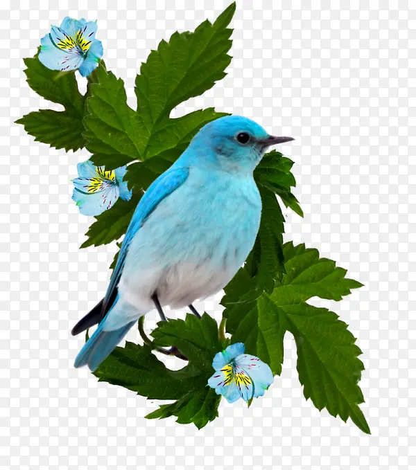 ��֦�ϵ�С��-������