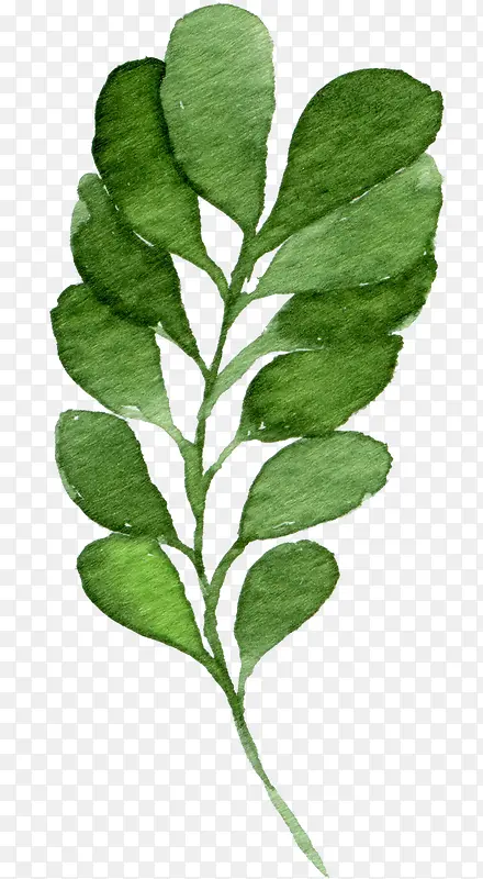 ˮ����֦��ҶPNG����ز�-������