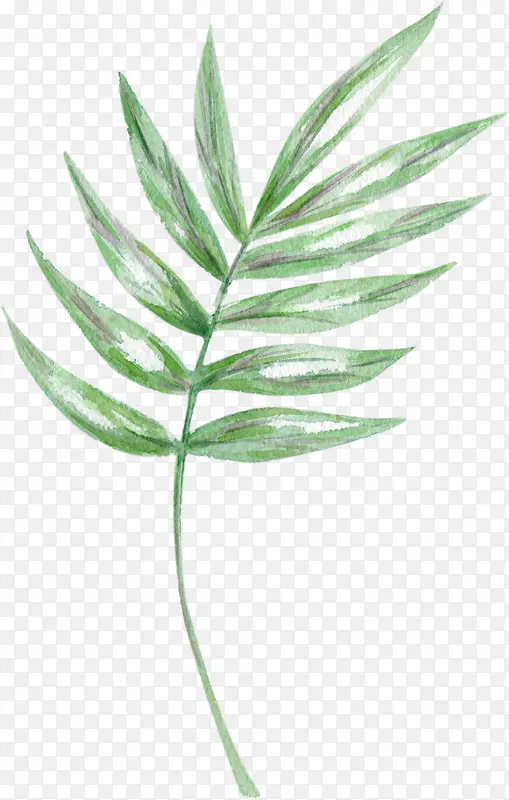 �ֻ�ˮ����֦��Ҷ-������