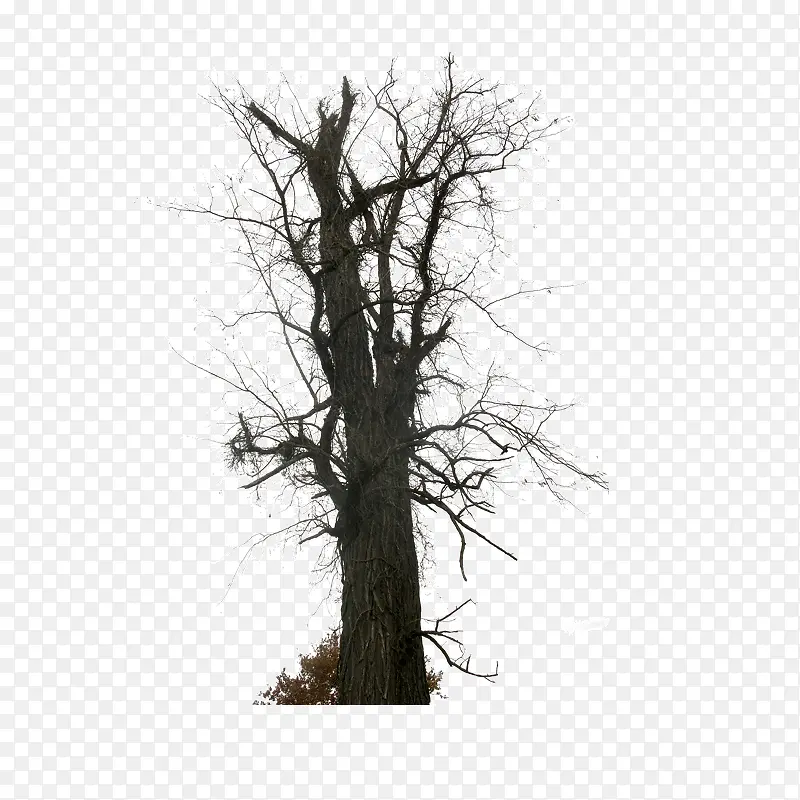 ���ɿ�ľ��ľ-������