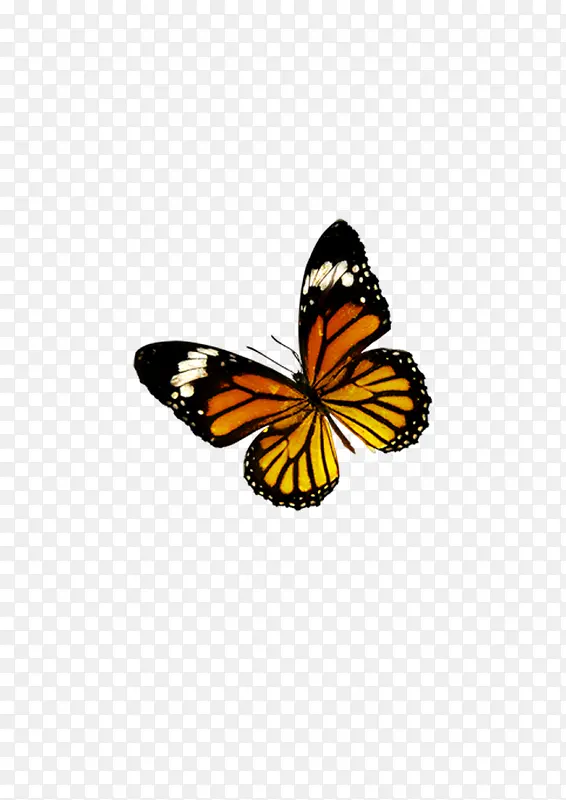 ��ɫ����-������