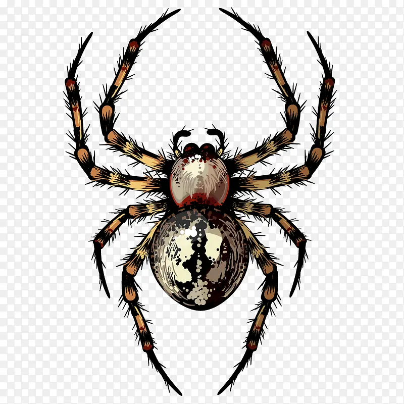 �򵥻�֩�������ز�-������