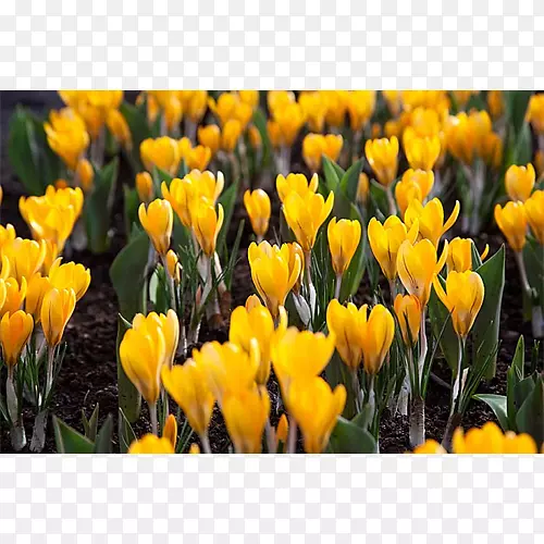 ����ֲ�������㻨��-���컨-������