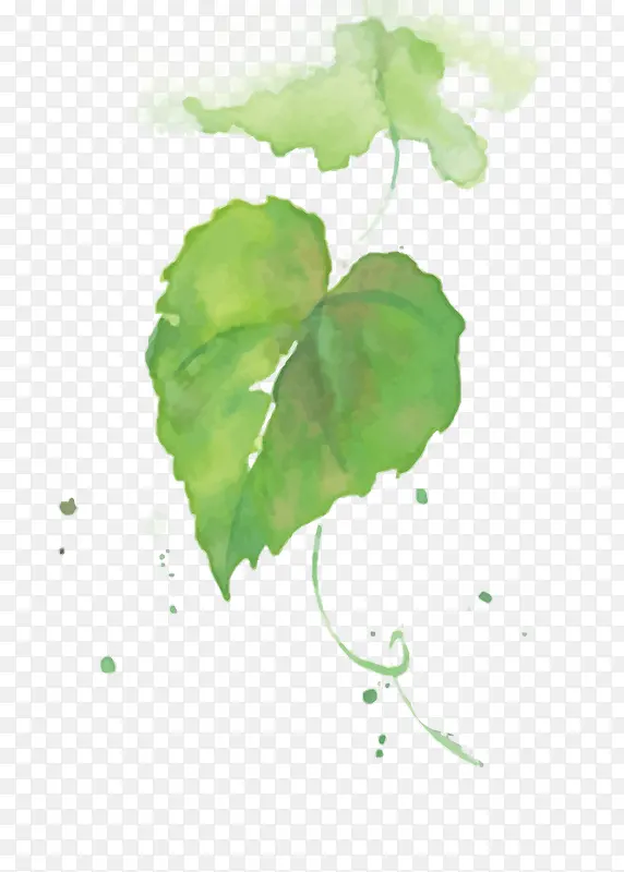 ʸ��ˮ����Ҷ-������