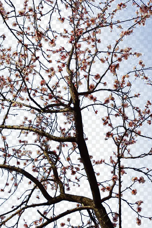 �ӻ���֦-������