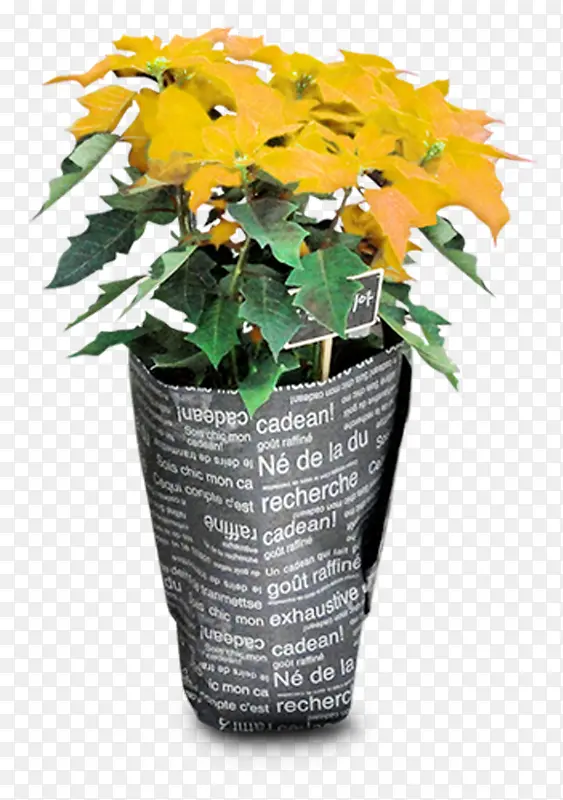 ���ܻ�ɫ����ֲ��-������