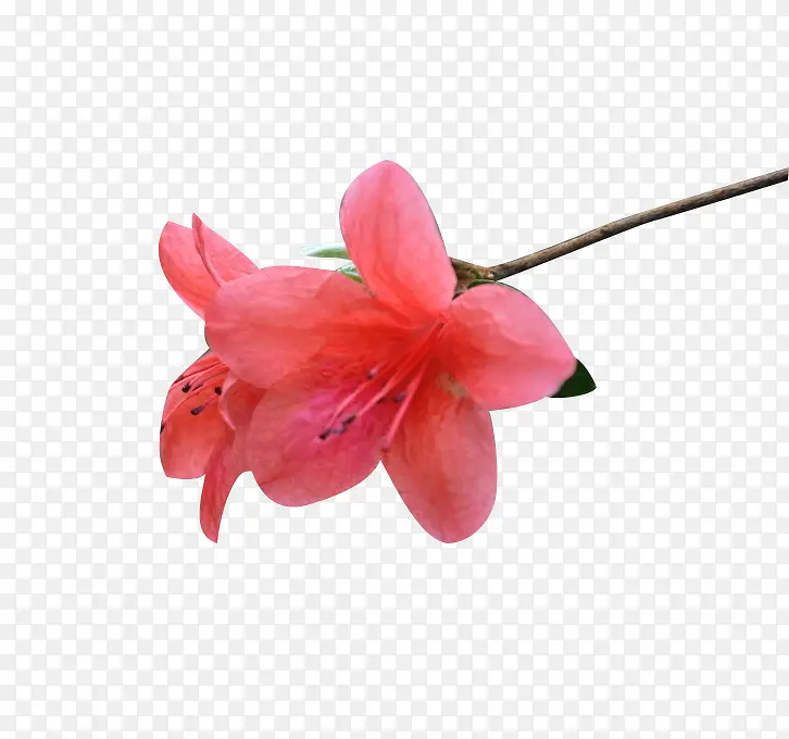 ӳɽ�쿪��-������