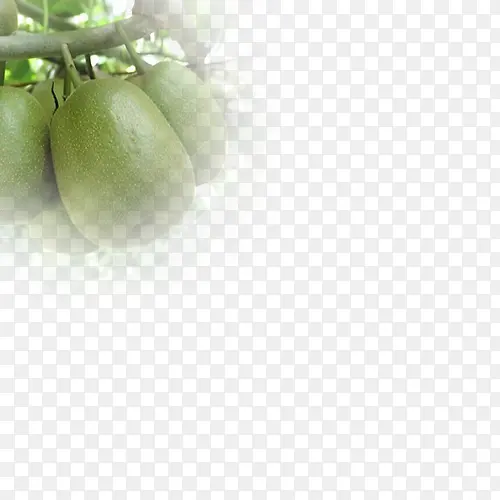 �����֦-������