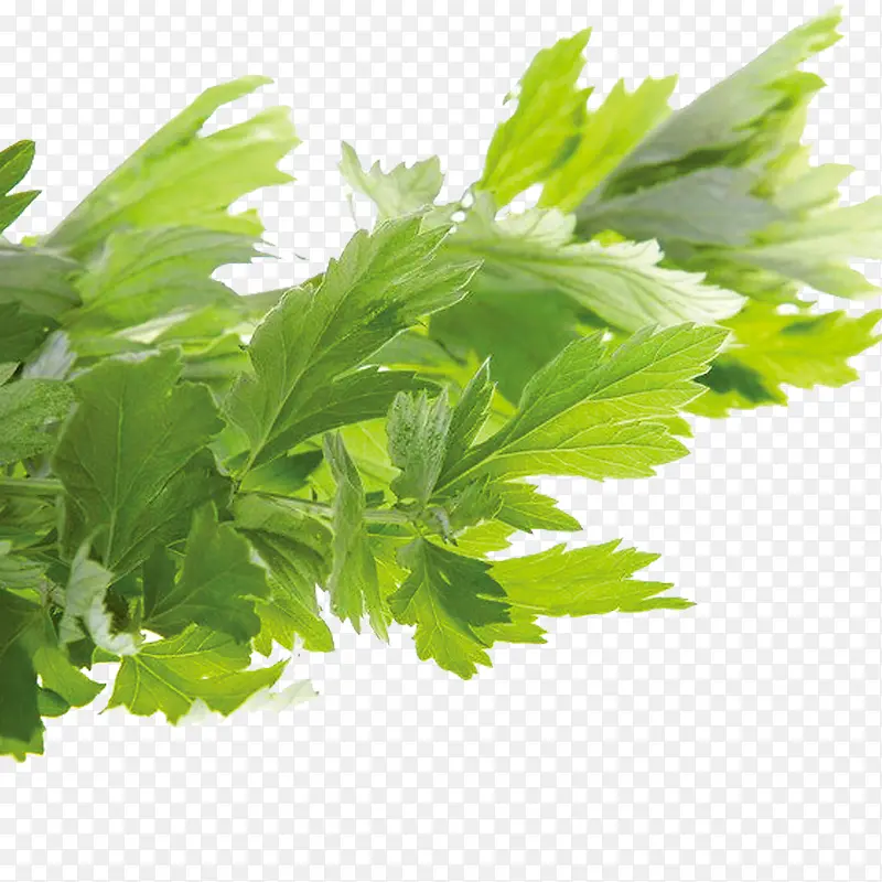 ���Ų�����ɫ����-������