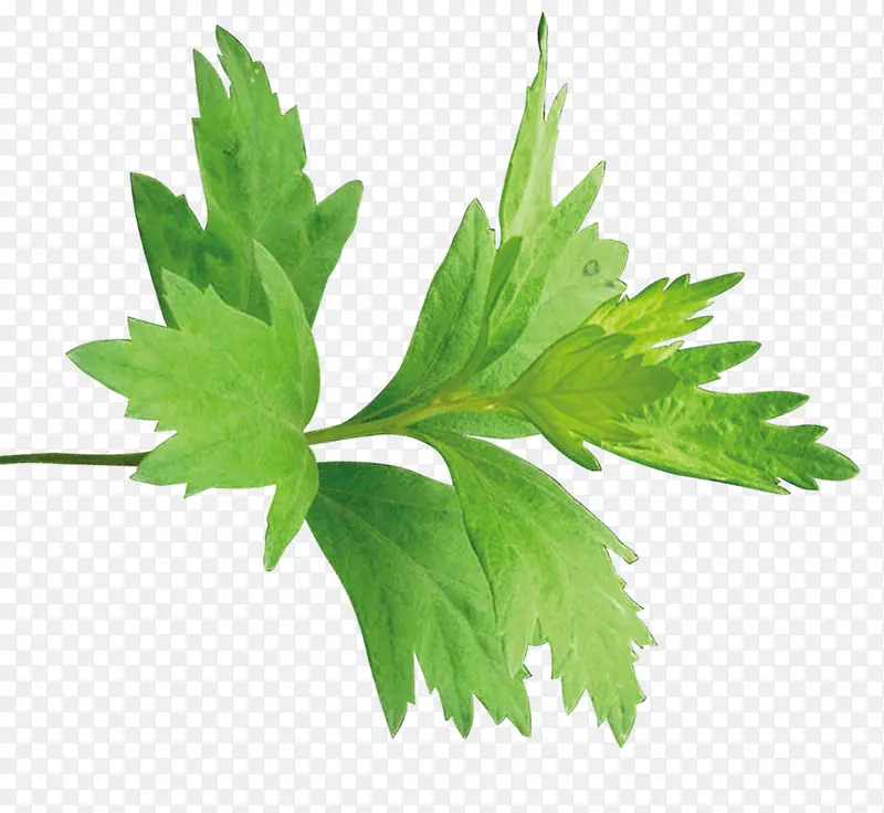 ��ɫС���°��ݰ�Ҷ-������