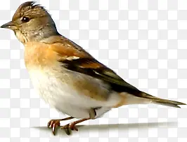 �ɰ�С��Ʒ������-������