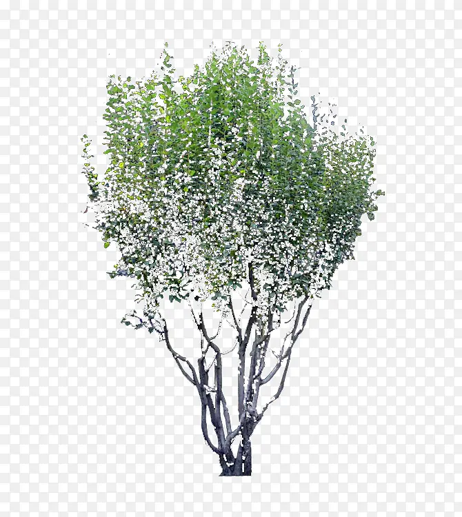 ֲ�ﾰ����-������