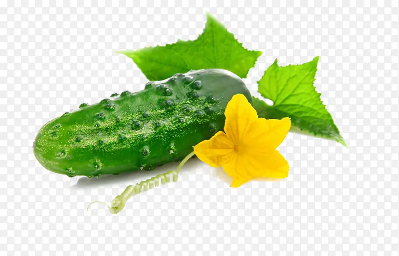 �ۻƹ��߲�Ҷ�ӻ�-������