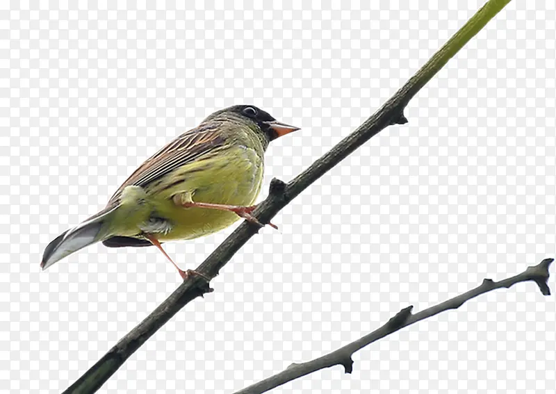 ��֦�ϵ�С��-������