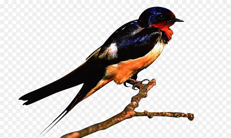 ��ȸ-������