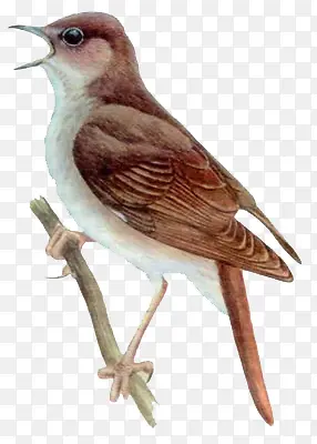 �ֻ���֦�ϵ���ȸ-������