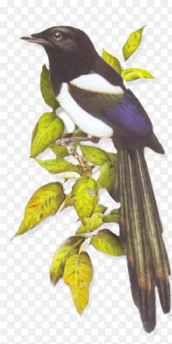 ˮī���ز�-������