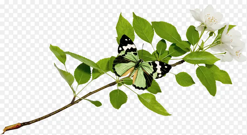 ����������֦��Ҷ-������