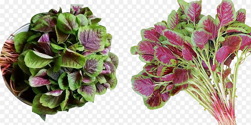 ʳ����Ȳ�ʱ���߲�-������