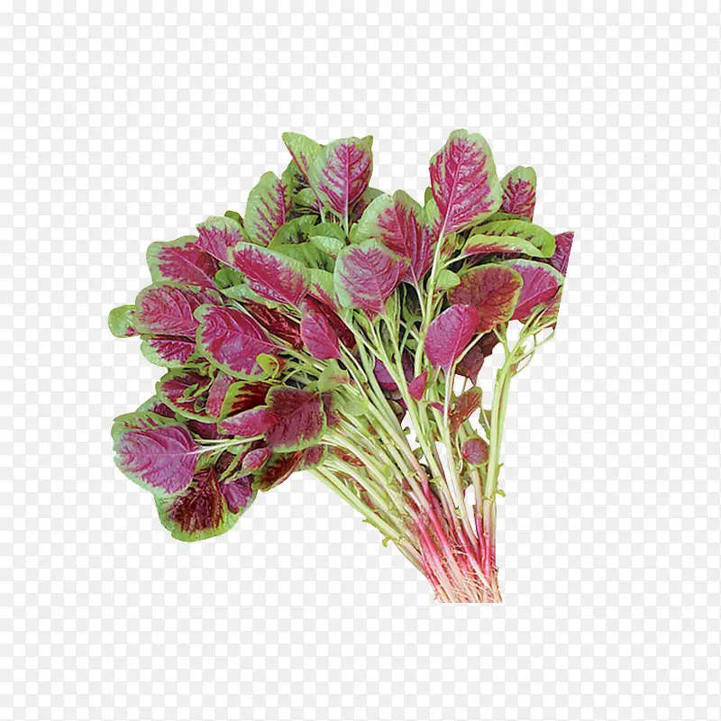 һ���Ȳ�-������