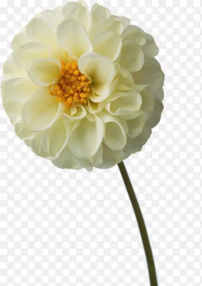 ��ɫ����-������