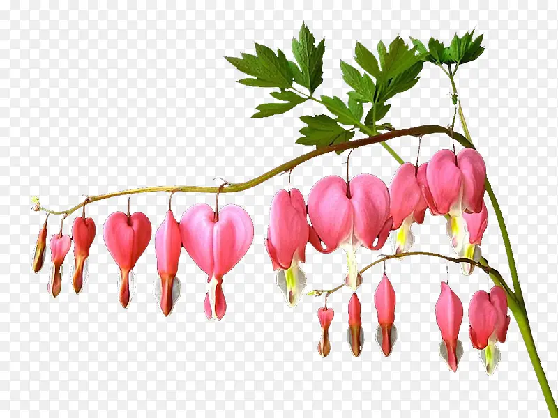 �ɰ�ĵ����֦-������