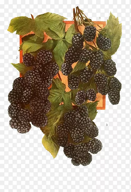 �Ϻ�ɫ�����ӹ�ʵ�Ϻ�ɫ������-������