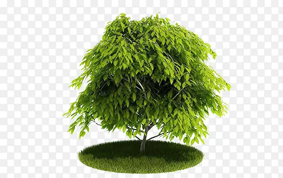 ��ֲ��-������