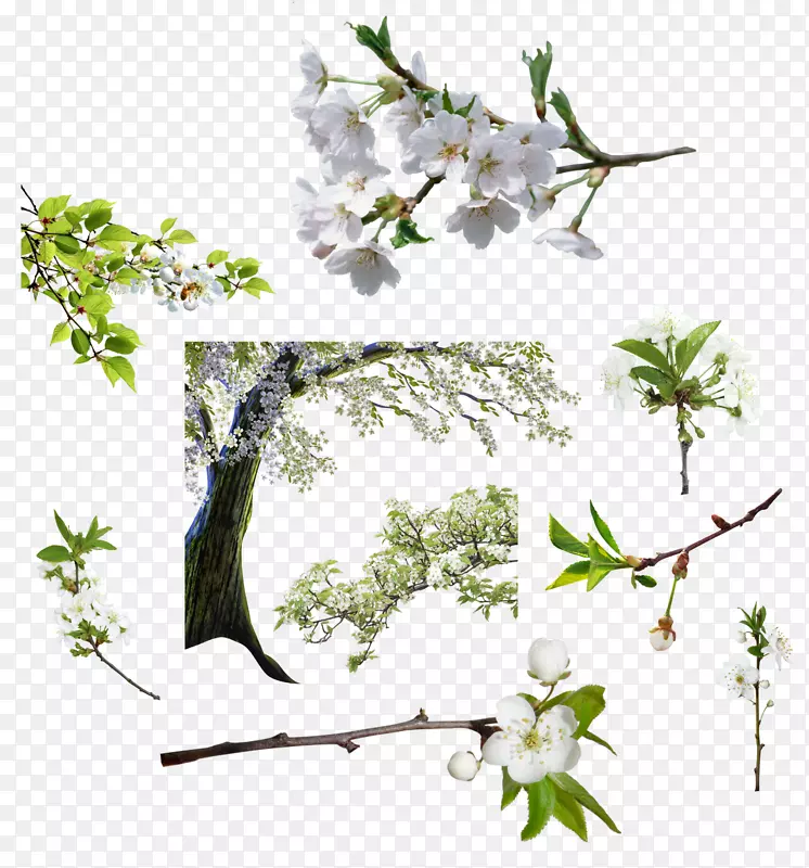 �л���Ӱ.Arboles-������