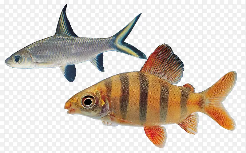 ���ز�ͼ-������