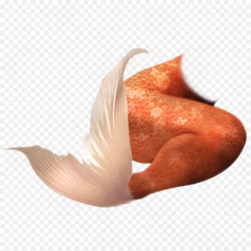 ������β��ɫ����������β��-������