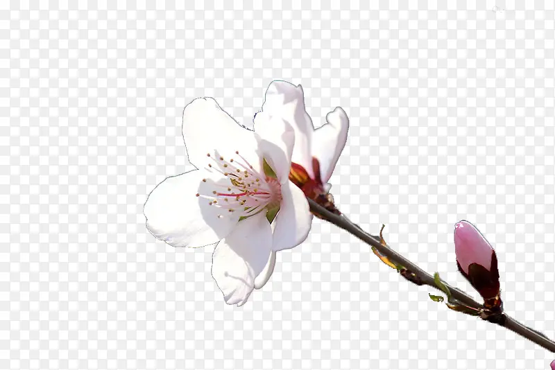 ��ɫ�һ�-������