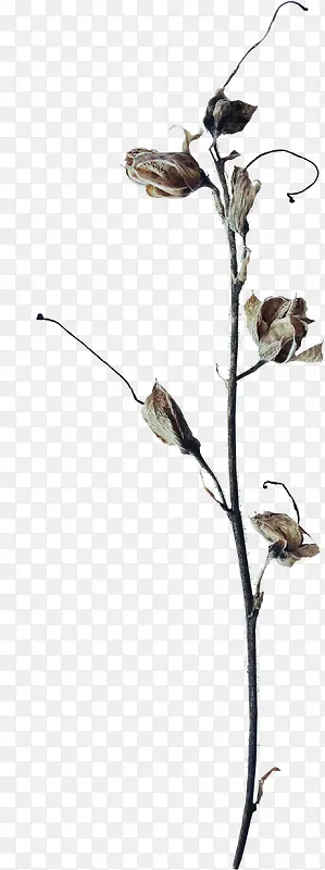 ��ή��֦Ҷ-������