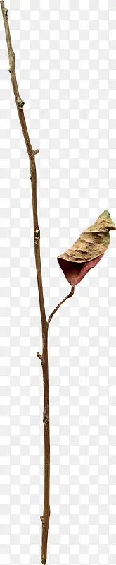 ��ή����֦-������