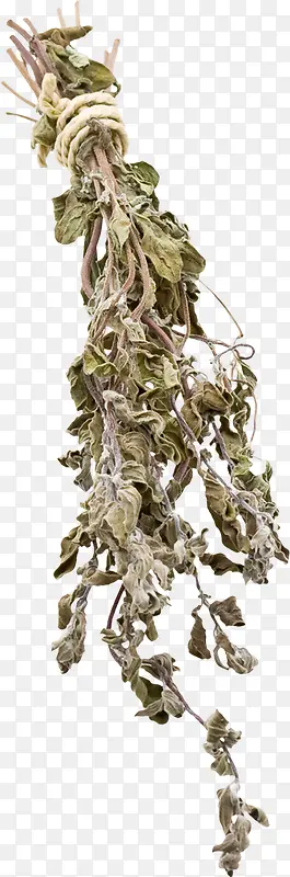 һ����ή����֦-������