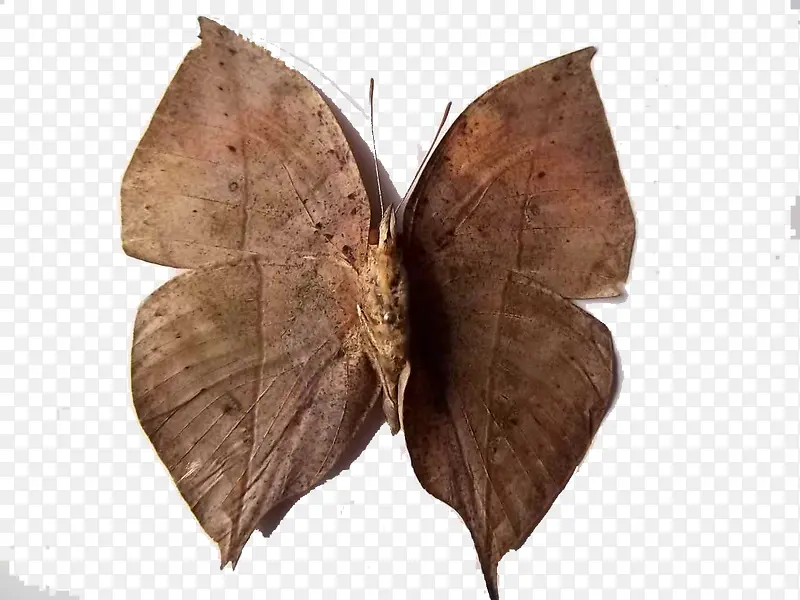 չ��Ŀ�Ҷ��-������