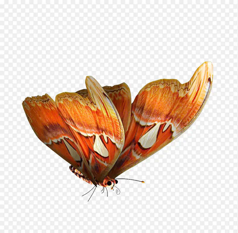 ����Ԫ��-������