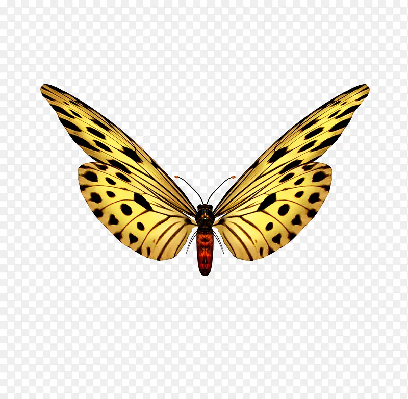 ����Ԫ��-������