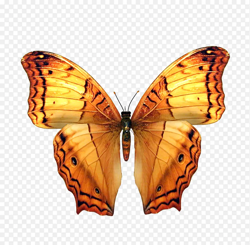 ����Ԫ��-������