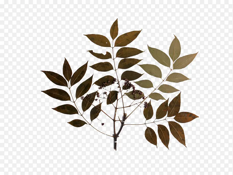 ���Ҷ��-������