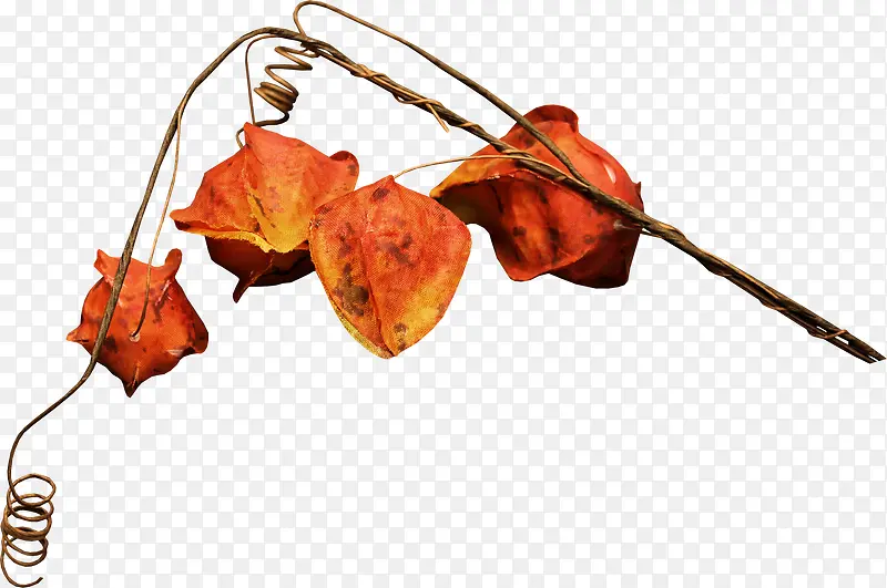 ��֦�ϵĵ�����-������