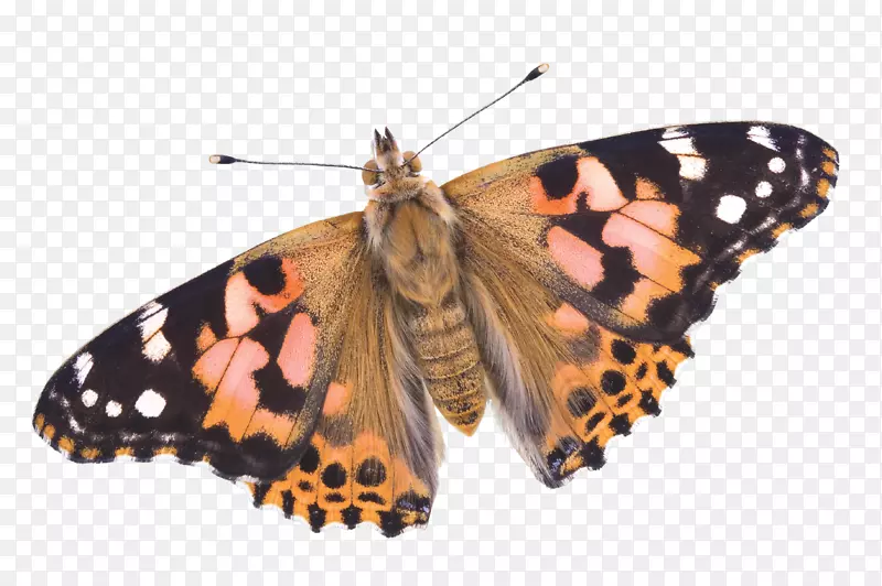 ��β��������ɯ��������������β����������β-�����-������